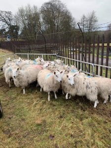 20 Cheviot x Mule Ewe Hoggs all ran with Beltex Rams