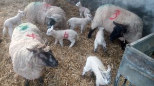 11 Breeding Ewes with 19 Texel lambs at foot
