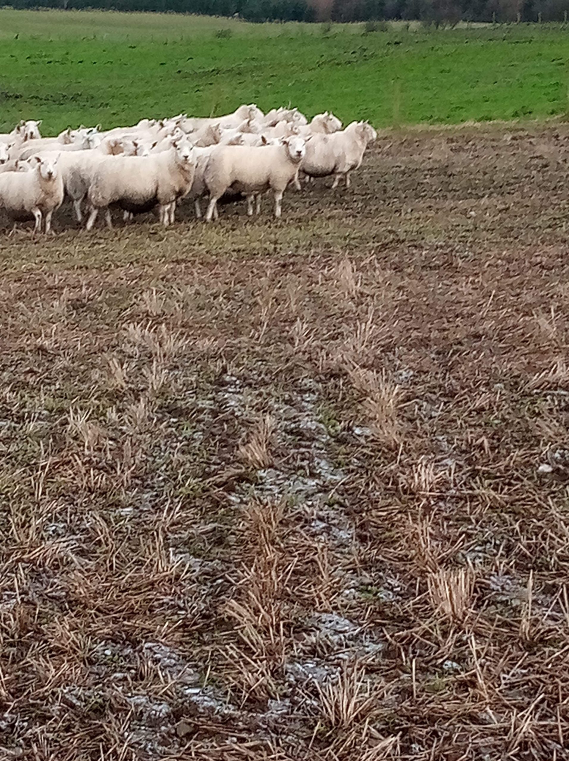 110 North Country Cheviot Breeding Ewes Livestock Sales Willie