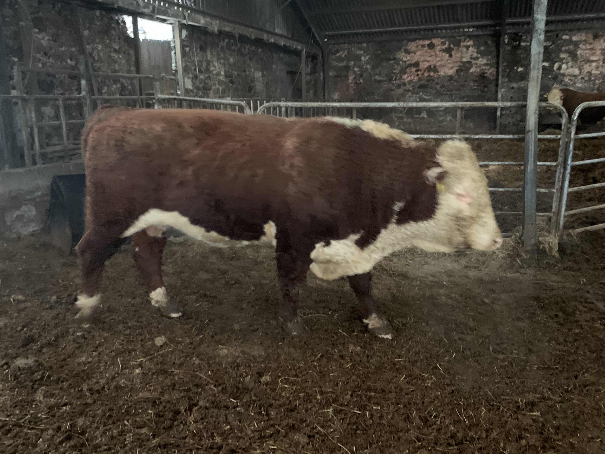Pedigree Hereford Bull Livestock Sales Willie Paterson Livestock
