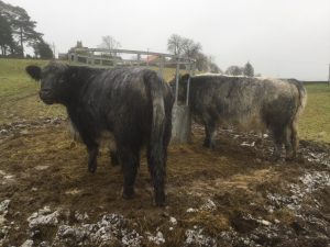 4 Whitbred Shorthorn Bulling Heifers