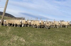 40 Texel x Mule Ewe Hoggs