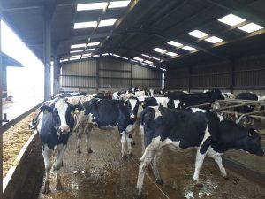 42 Holstein Friesian Heifers in calf to AA Bull