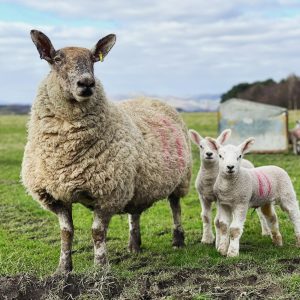 42 Half Bred Sheep with 42 Texel Lambs  at foot