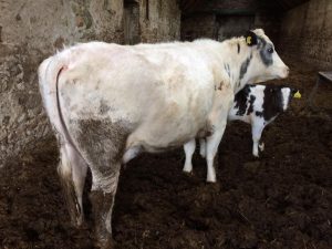 Bristish Blue Cow with BB Bullock calf