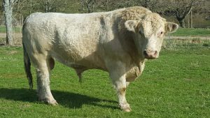 Pedigree Whitbred Shorthorn Breeding Bull