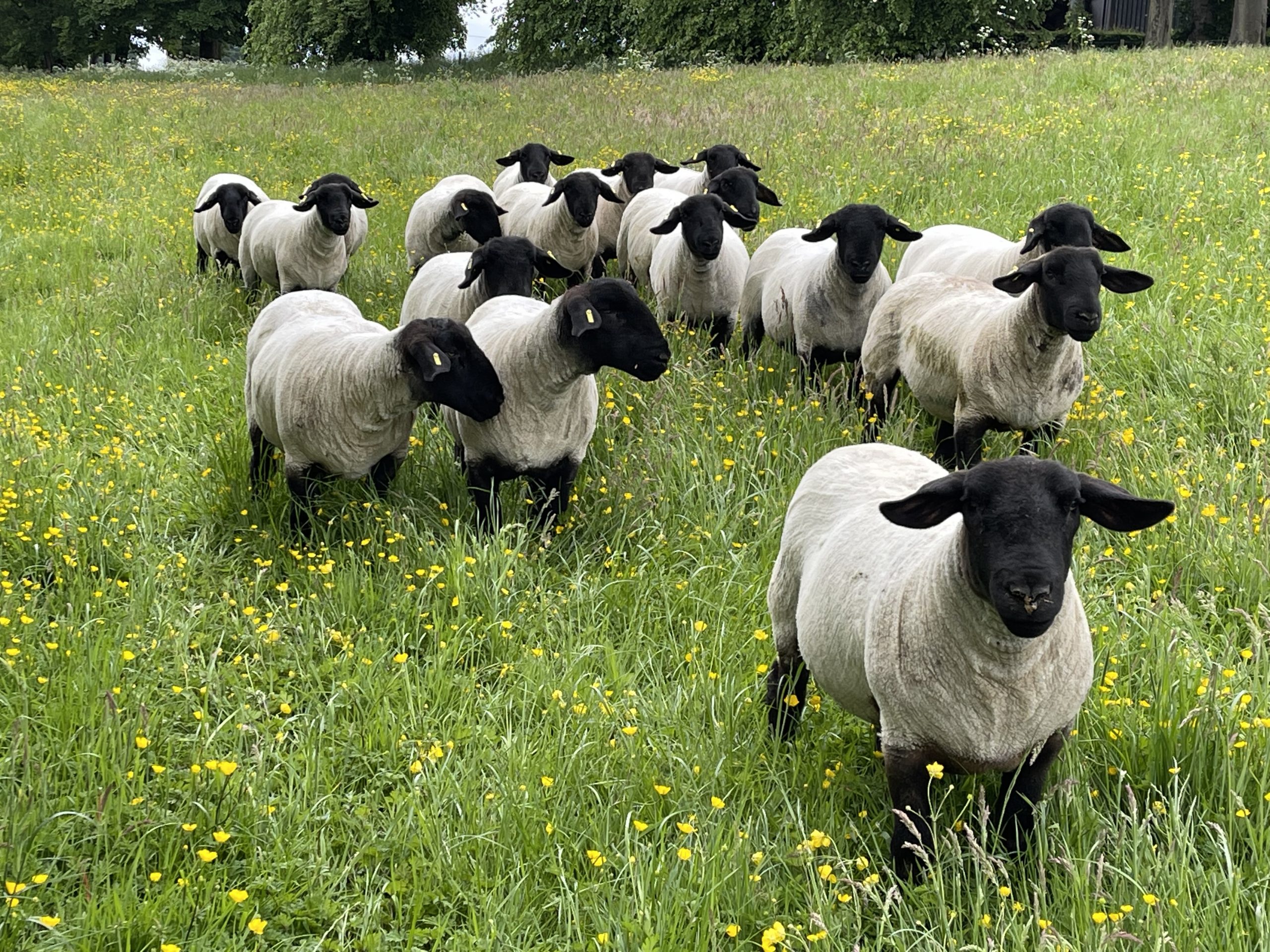 Dispersal of Craigthorn Hill Pedigree Suffolk’s