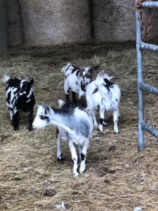 4 Pygmy Goat Kids
