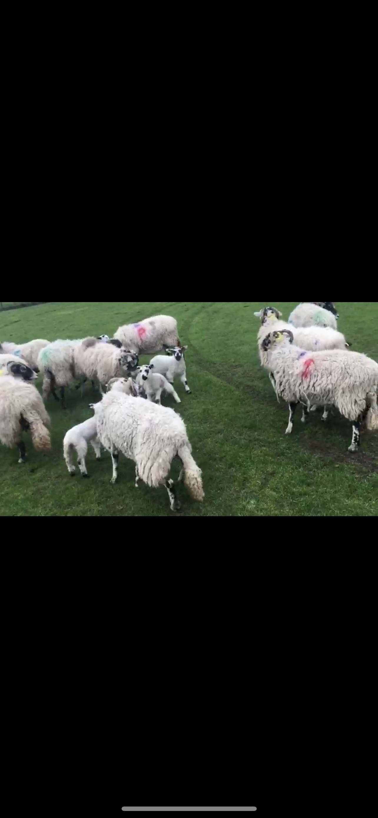 17 Swale Breeding Ewes with 17 Blueface Lambs at foot